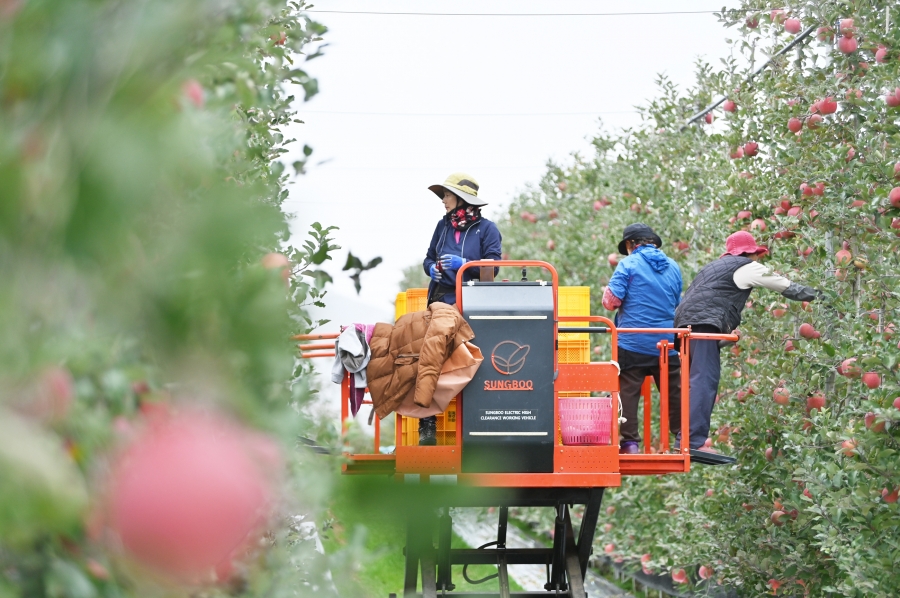 청송군, 2023년 농정시책 추진방향 발표-(과수 고품질 생산기반 조성).jpg