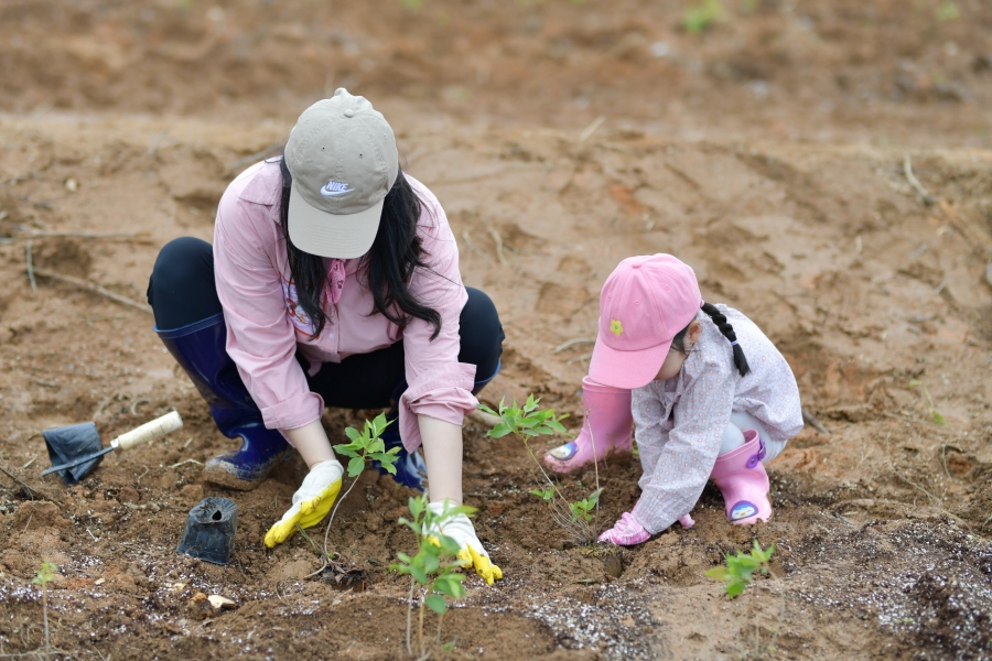 영덕군, 진달래 심기 자원봉...