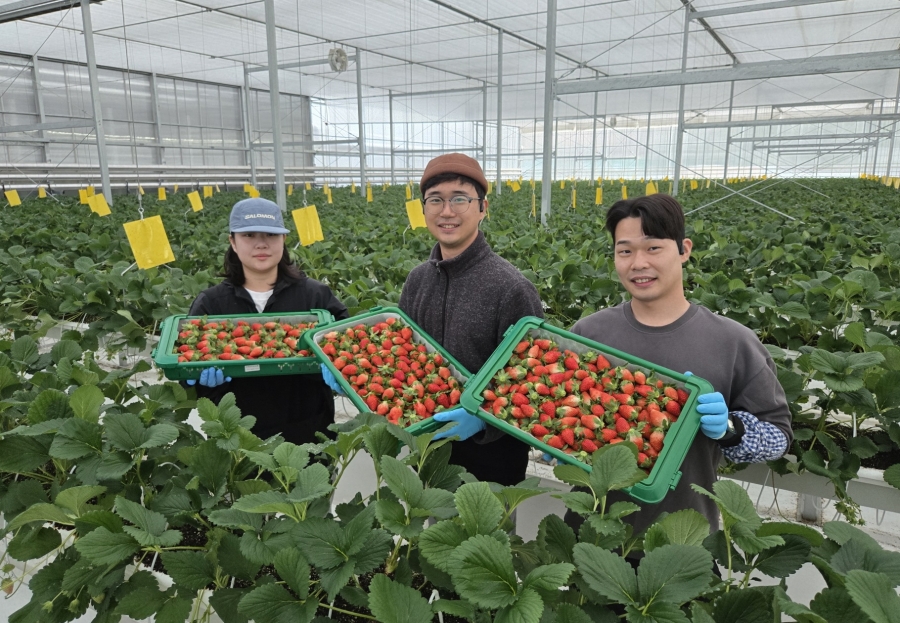 남상주농협, 딸기 수확.jpg