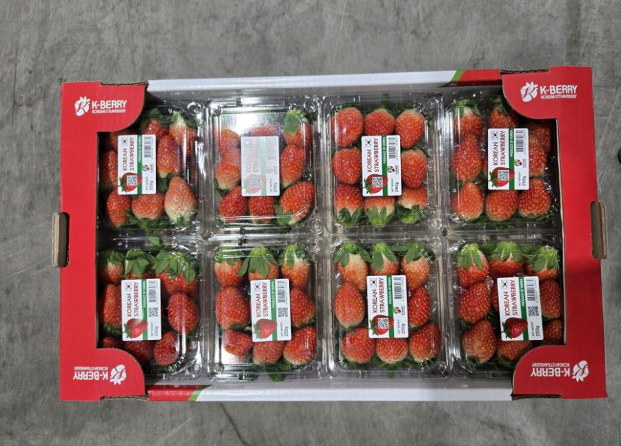 수출용 경북 딸기.jpg